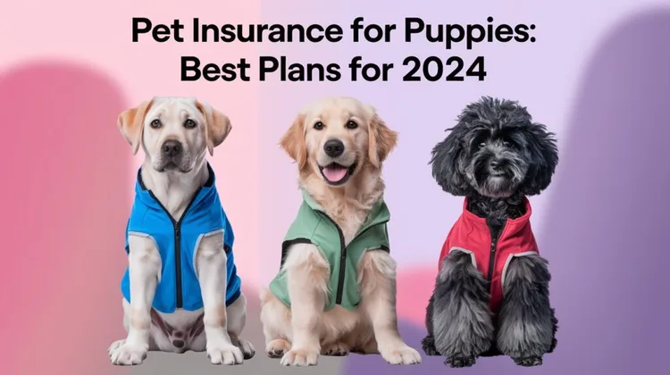 Pet Insurance for Puppies